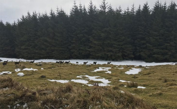 Wicklow ‘plague’: Farmers call for increased TB testing on deer