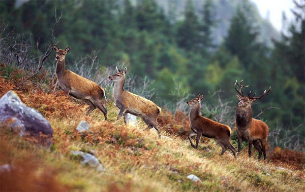 Recreational hunting inadequate to control deer population